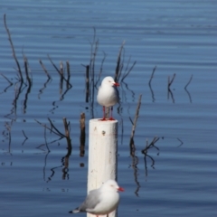 Chroicocephalus novaehollandiae (Silver Gull) at Googong, NSW - 4 Aug 2024 by MB