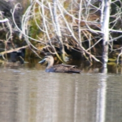 Anas superciliosa (Pacific Black Duck) at Googong, NSW - 4 Aug 2024 by MB