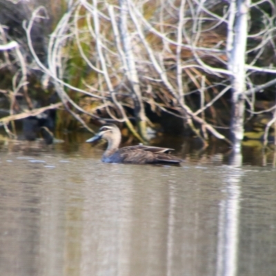 Anas superciliosa (Pacific Black Duck) at Googong, NSW - 4 Aug 2024 by MB