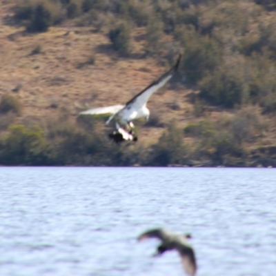 Haliaeetus leucogaster (White-bellied Sea-Eagle) at Yarrow, NSW - 4 Aug 2024 by MB