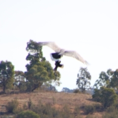 Haliaeetus leucogaster at Yarrow, NSW - 4 Aug 2024 11:35 AM