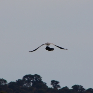 Haliaeetus leucogaster at Yarrow, NSW - 4 Aug 2024 11:35 AM