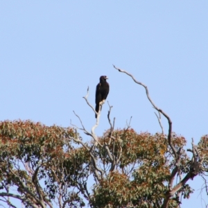 Aquila audax at Yarrow, NSW - 4 Aug 2024