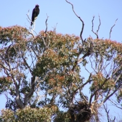 Aquila audax at Yarrow, NSW - 4 Aug 2024 11:51 AM