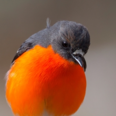 Petroica phoenicea (Flame Robin) at Rendezvous Creek, ACT - 28 Jul 2024 by jb2602