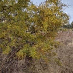 Acacia sp. (A Wattle) at Chisholm, ACT - 4 Aug 2024 by PatMASH