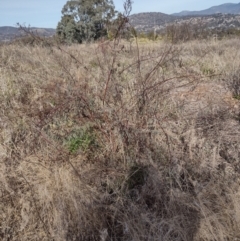 Indigofera australis subsp. australis at Chisholm, ACT - 4 Aug 2024 10:32 AM