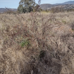 Indigofera australis subsp. australis at Chisholm, ACT - 4 Aug 2024 10:32 AM