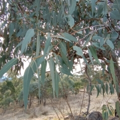 Eucalyptus nortonii (Mealy Bundy) at Chisholm, ACT - 4 Aug 2024 by RalphB