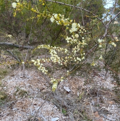 Acacia genistifolia (Early Wattle) at Garran, ACT - 4 Aug 2024 by ruthkerruish