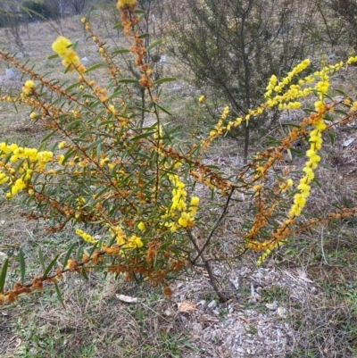 Acacia lanigera var. lanigera (Woolly Wattle, Hairy Wattle) at Garran, ACT - 4 Aug 2024 by ruthkerruish