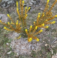 Acacia lanigera var. lanigera (Woolly Wattle, Hairy Wattle) at Garran, ACT - 4 Aug 2024 by ruthkerruish