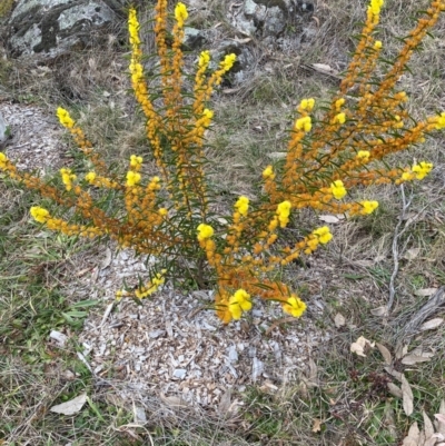 Acacia lanigera var. lanigera (Woolly Wattle, Hairy Wattle) at Garran, ACT - 4 Aug 2024 by ruthkerruish