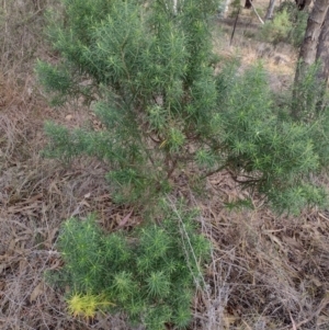 Cassinia longifolia at Chisholm, ACT - 4 Aug 2024