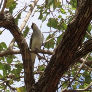 Coracina papuensis at Lakefield, QLD - 4 Aug 2024 01:09 PM