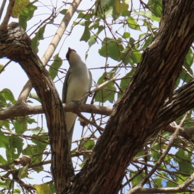 Coracina papuensis (White-bellied Cuckooshrike) at Lakefield, QLD - 4 Aug 2024 by lbradley