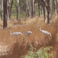 Antigone rubicunda at Lakefield, QLD - 4 Aug 2024 01:32 PM