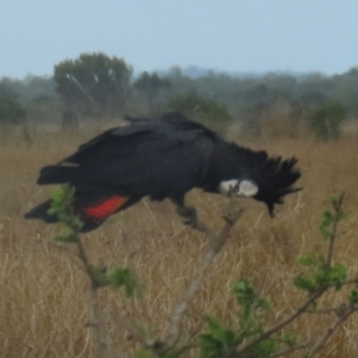 Calyptorhynchus banksii (Red-tailed Black-cockatoo) at Lakefield, QLD - 4 Aug 2024 by lbradley