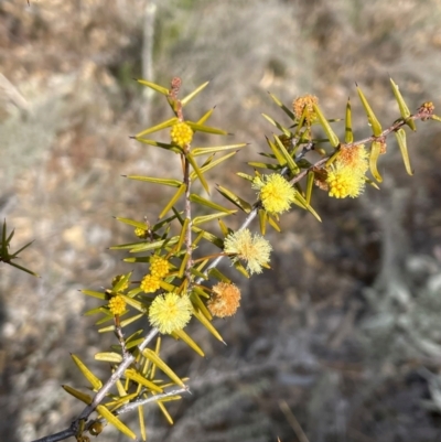 Acacia ulicifolia (Prickly Moses) at Conder, ACT - 4 Aug 2024 by Clarel