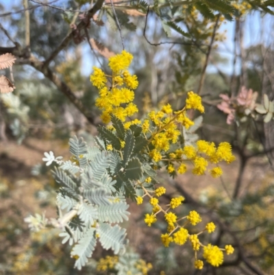 Acacia baileyana (Cootamundra Wattle, Golden Mimosa) at Conder, ACT - 4 Aug 2024 by Clarel