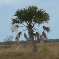 Corypha utan (Gebang Palm) at Lakefield, QLD - 4 Aug 2024 by lbradley