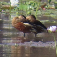 Dendrocygna arcuata (Wandering Whistling-Duck) at Yarraden, QLD - 4 Aug 2024 by lbradley