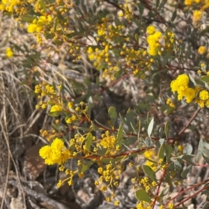 Acacia buxifolia subsp. buxifolia at Theodore, ACT - 4 Aug 2024