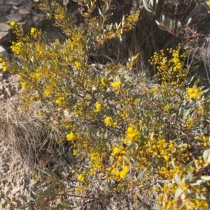 Acacia buxifolia subsp. buxifolia at Theodore, ACT - 4 Aug 2024