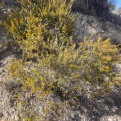 Acacia buxifolia subsp. buxifolia at Theodore, ACT - 4 Aug 2024