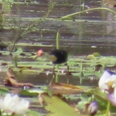 Irediparra gallinacea (Comb-crested Jacana) at Yarraden, QLD - 4 Aug 2024 by lbradley