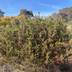 Grevillea rosmarinifolia subsp. rosmarinifolia at Theodore, ACT - 4 Aug 2024 09:58 AM