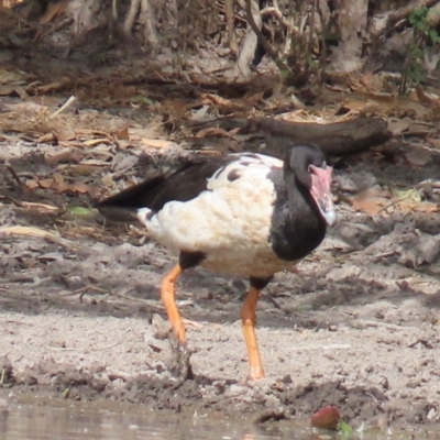 Anseranas semipalmata (Magpie Goose) at Yarraden, QLD - 4 Aug 2024 by lbradley