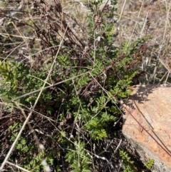 Cheilanthes sieberi (Rock Fern) at Banks, ACT - 4 Aug 2024 by Clarel