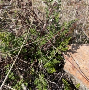 Cheilanthes sieberi at Banks, ACT - 4 Aug 2024