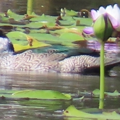 Nettapus pulchellus (Green Pygmy-Goose) at Yarraden, QLD - 4 Aug 2024 by lbradley