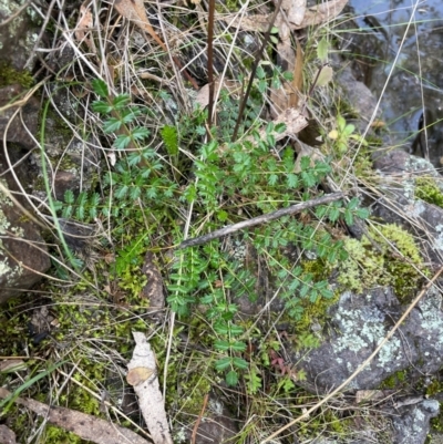 Acaena (genus) (A Sheep's Burr) at Conder, ACT - 4 Aug 2024 by Clarel