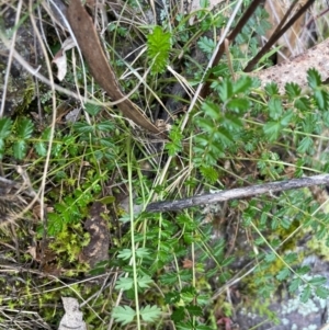 Acaena (genus) at Conder, ACT - 4 Aug 2024