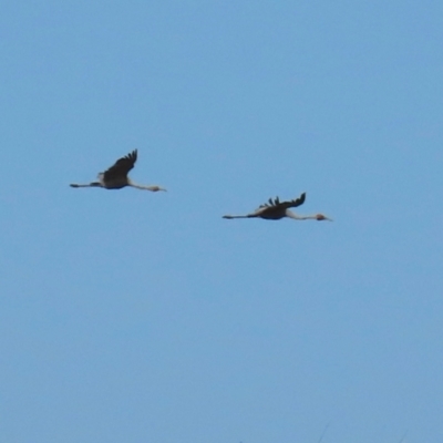 Grus rubicunda (Brolga) at Yarraden, QLD - 3 Aug 2024 by lbradley