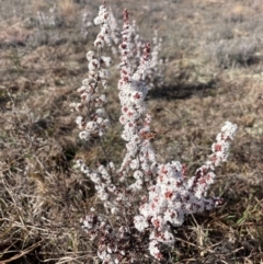 Styphelia attenuata (Small-leaved Beard Heath) at Theodore, ACT - 3 Aug 2024 by Clarel