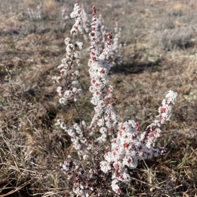 Styphelia attenuata (Small-leaved Beard Heath) at Theodore, ACT - 3 Aug 2024 by Clarel