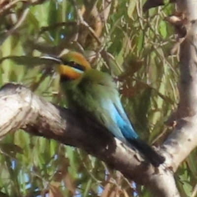 Merops ornatus (Rainbow Bee-eater) at Coen, QLD - 3 Aug 2024 by lbradley