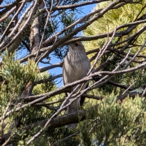 Colluricincla harmonica at Red Hill, ACT - 4 Aug 2024 12:54 PM