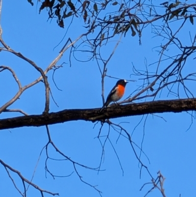 Petroica boodang (Scarlet Robin) at Red Hill, ACT - 4 Aug 2024 by mroseby