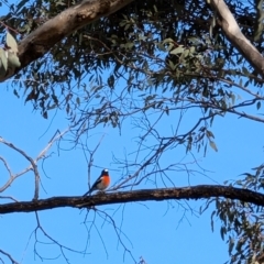 Petroica boodang at Red Hill, ACT - 4 Aug 2024 01:28 PM