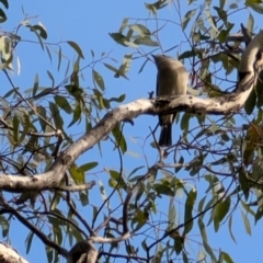 Pachycephala pectoralis (Golden Whistler) at Red Hill, ACT - 4 Aug 2024 by mroseby