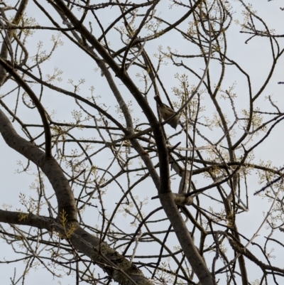 Acanthiza pusilla (Brown Thornbill) at Yarralumla, ACT - 4 Aug 2024 by mroseby