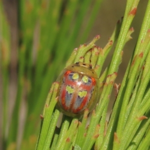 Paropsisterna annularis at Theodore, ACT - 21 Mar 2022