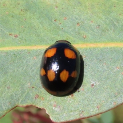 Paropsisterna beata (Blessed Leaf Beetle) at Theodore, ACT - 17 Feb 2022 by owenh