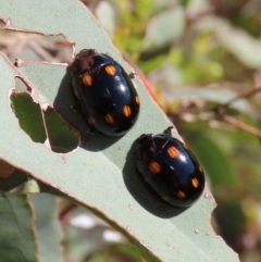 Paropsisterna octosignata (Eucalyptus leaf beetle) at Theodore, ACT - 30 Dec 2021 by owenh