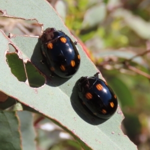 Paropsisterna octosignata at Theodore, ACT - 31 Dec 2021